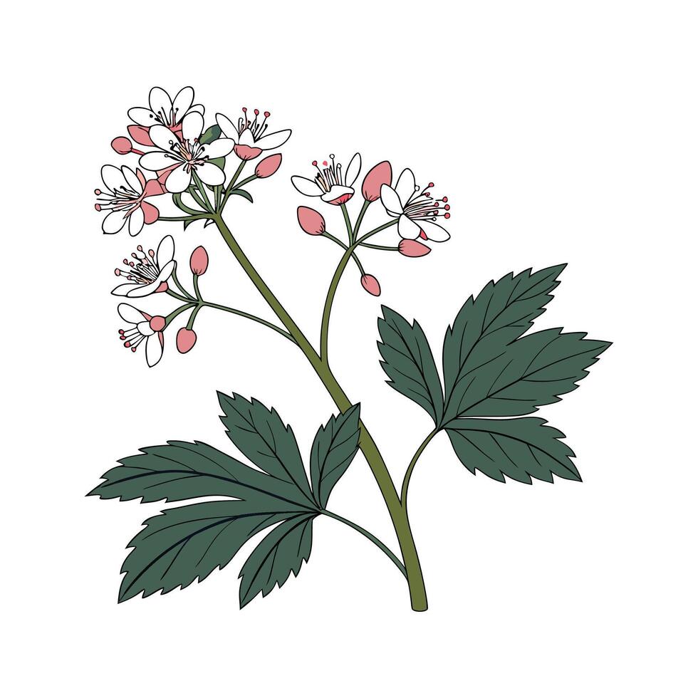 Elegant Mukdenia Illustration Art vector