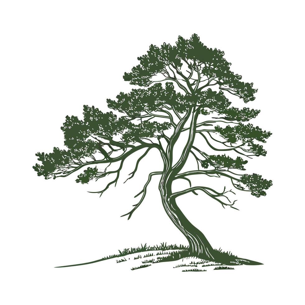 Stylish Mountain Pine Illustration vector
