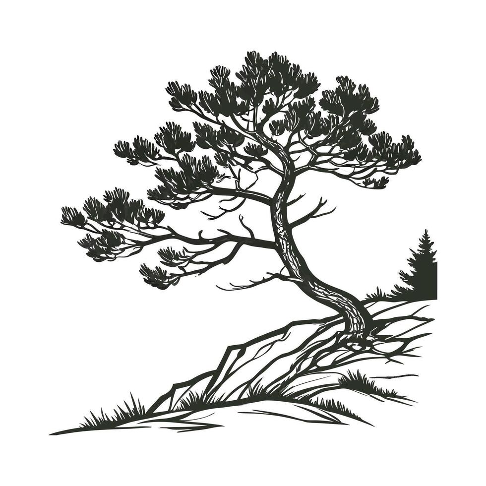 Mountain Pine Pinus Mugo Illustration vector