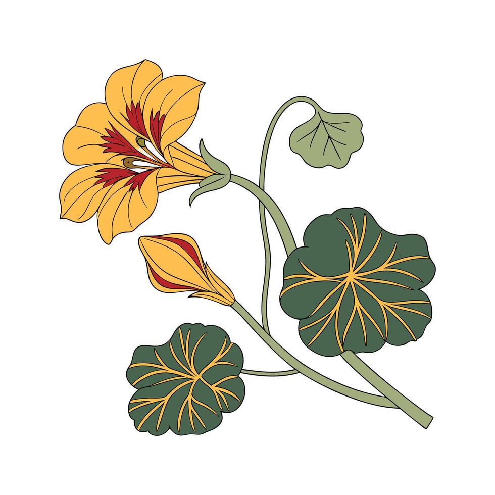 Stylish Nasturtium Illustration vector