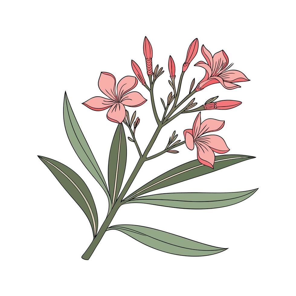 Nerium Oleander Plant Illustration on White vector