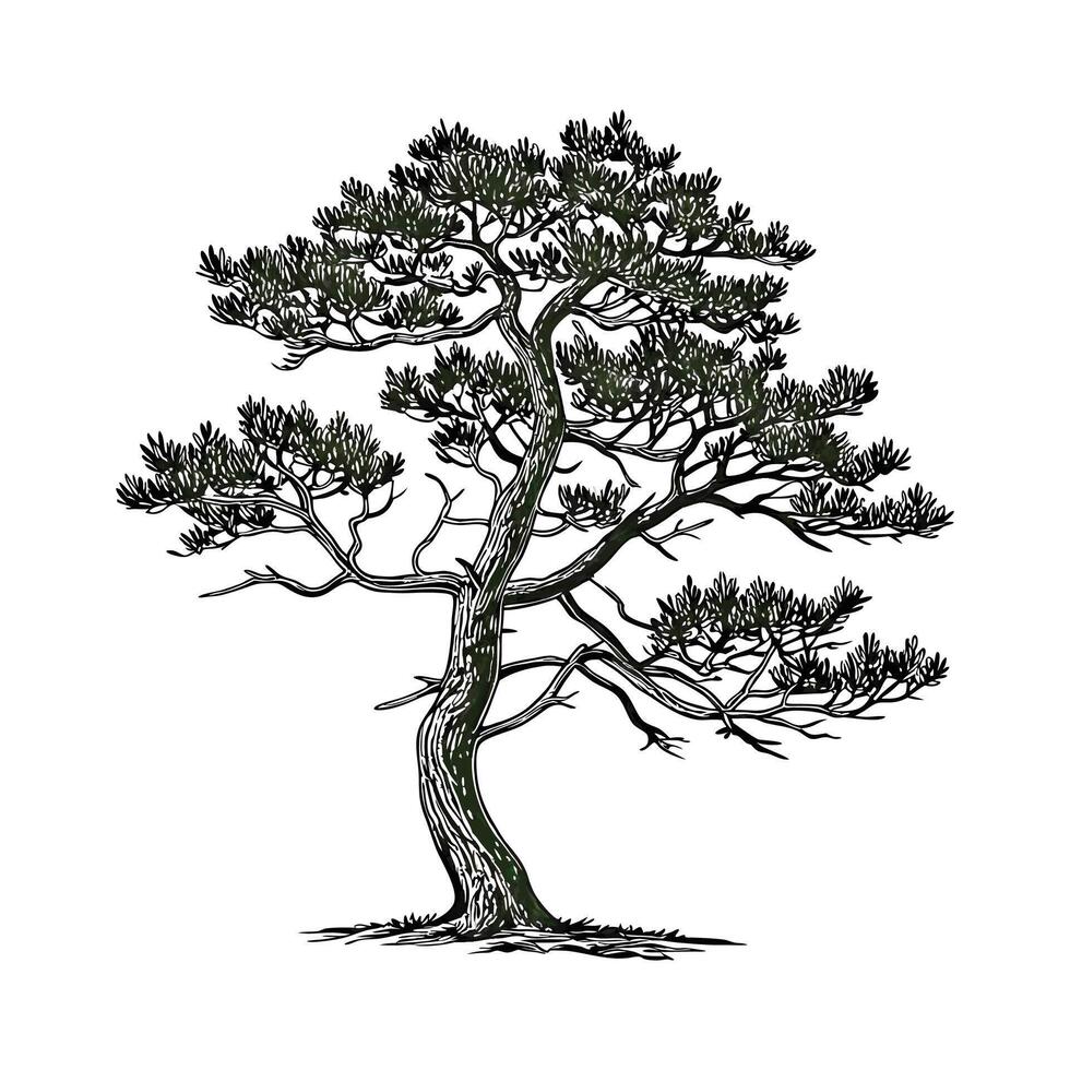 Elegant Mountain Pine Illustration Art vector