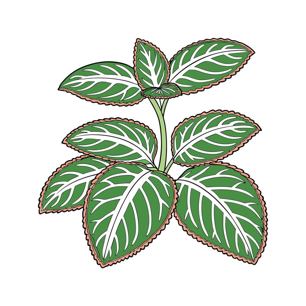 Distinctive Nerve Plant Fittonia Unique Design vector
