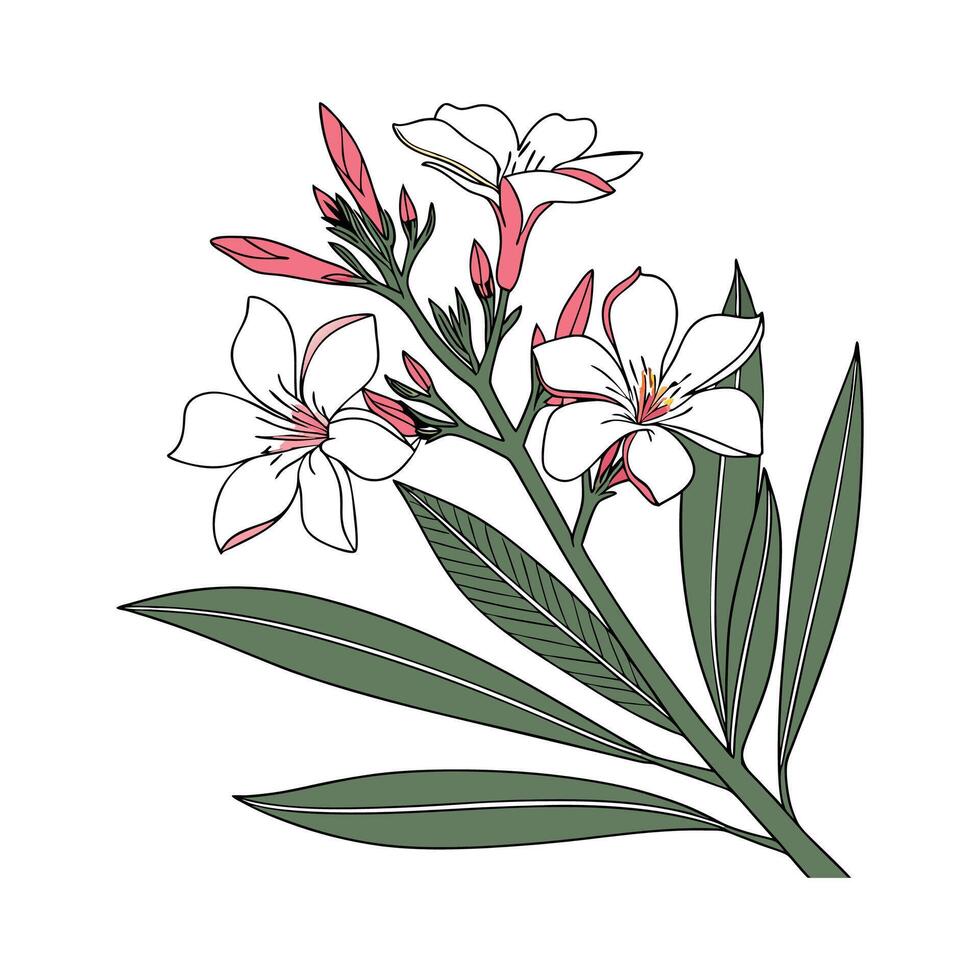 Stylish Nerium Oleander Illustration vector
