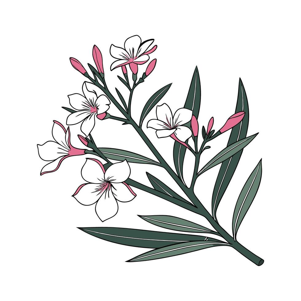 Creative Nerium Oleander Illustration Art vector