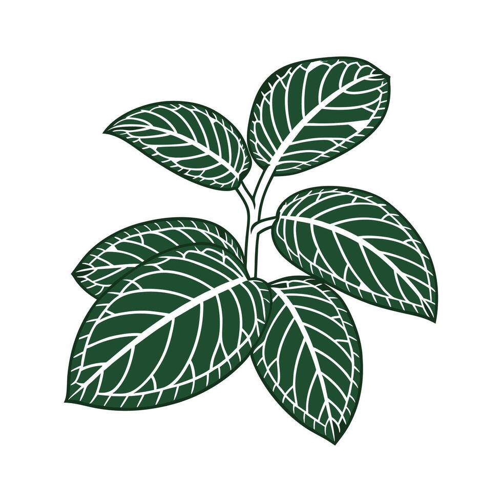 Beautiful Nerve Plant Fittonia Illustration vector