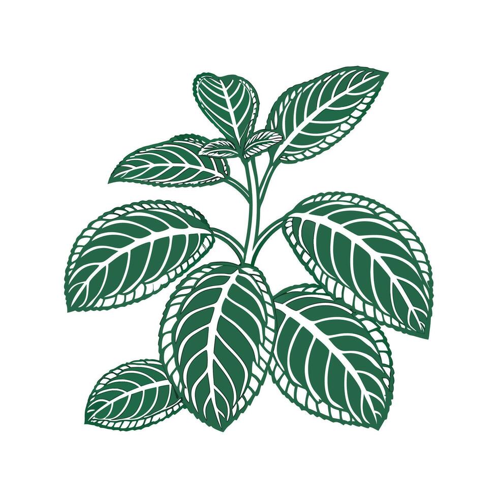 Distinctive Nerve Plant Fittonia Illustration vector
