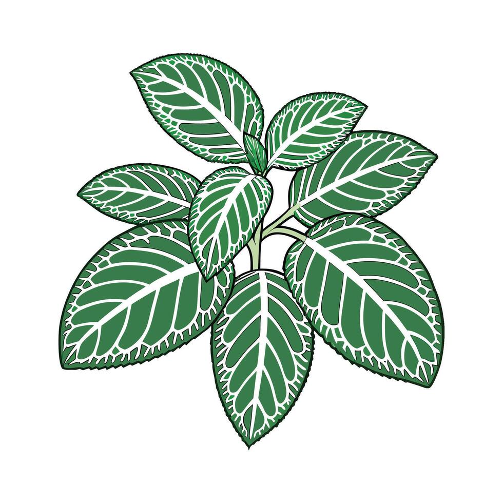 Stylish Nerve Plant Fittonia Illustration vector