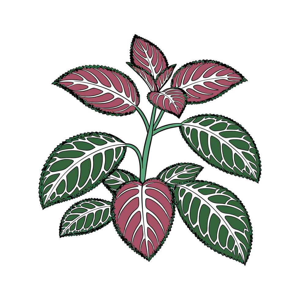 Charming Nerve Plant Design vector