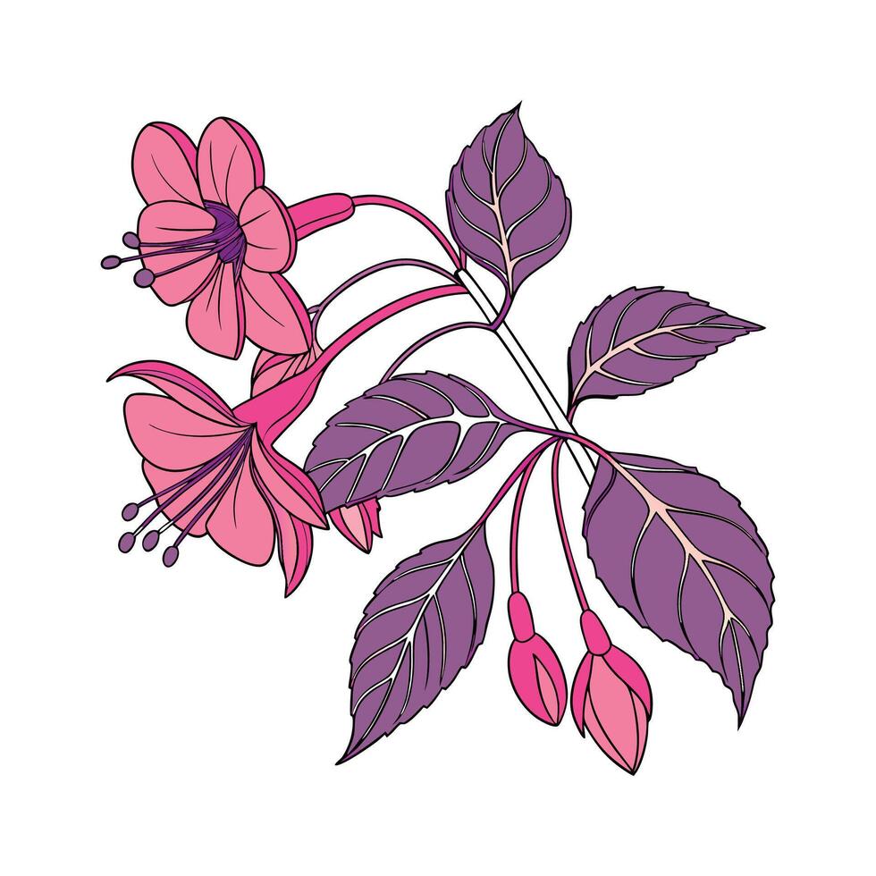 Stylish New Guinea Impatiens Illustration vector