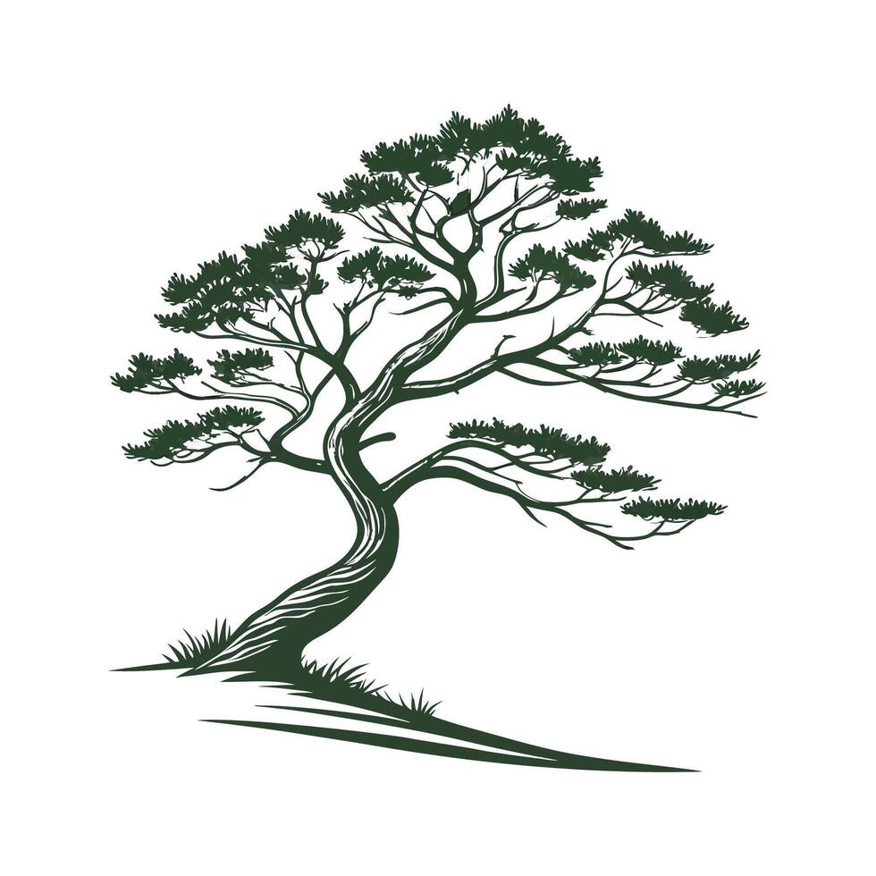 Elegant Norfolk Island Pine Illustration Art vector