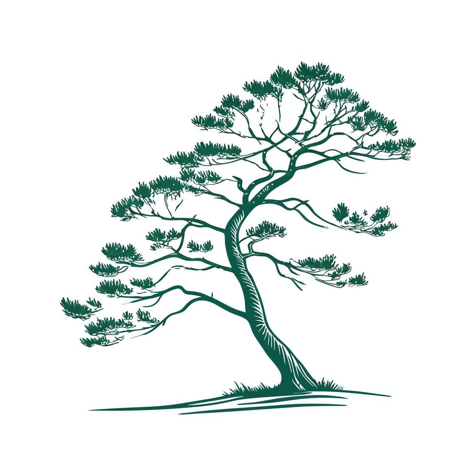 Norfolk Island Pine Illustration on White vector