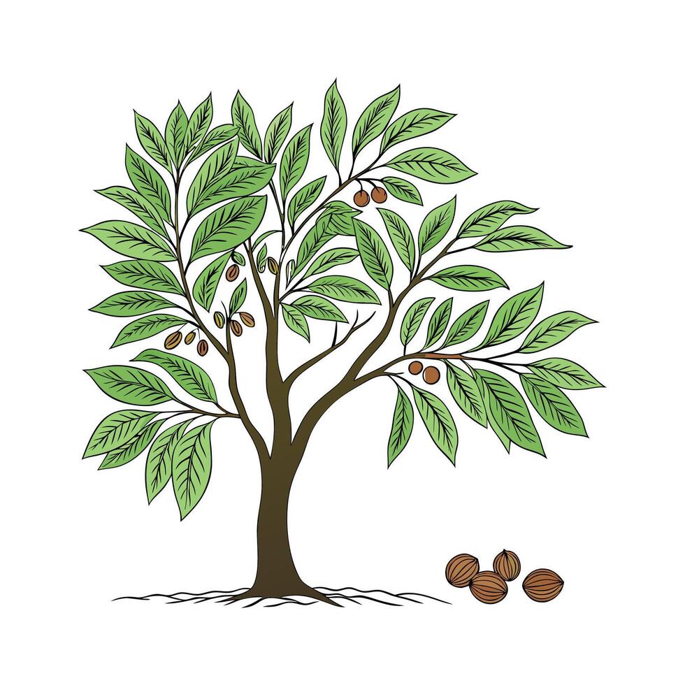 Charming Nutmeg Tree Design vector