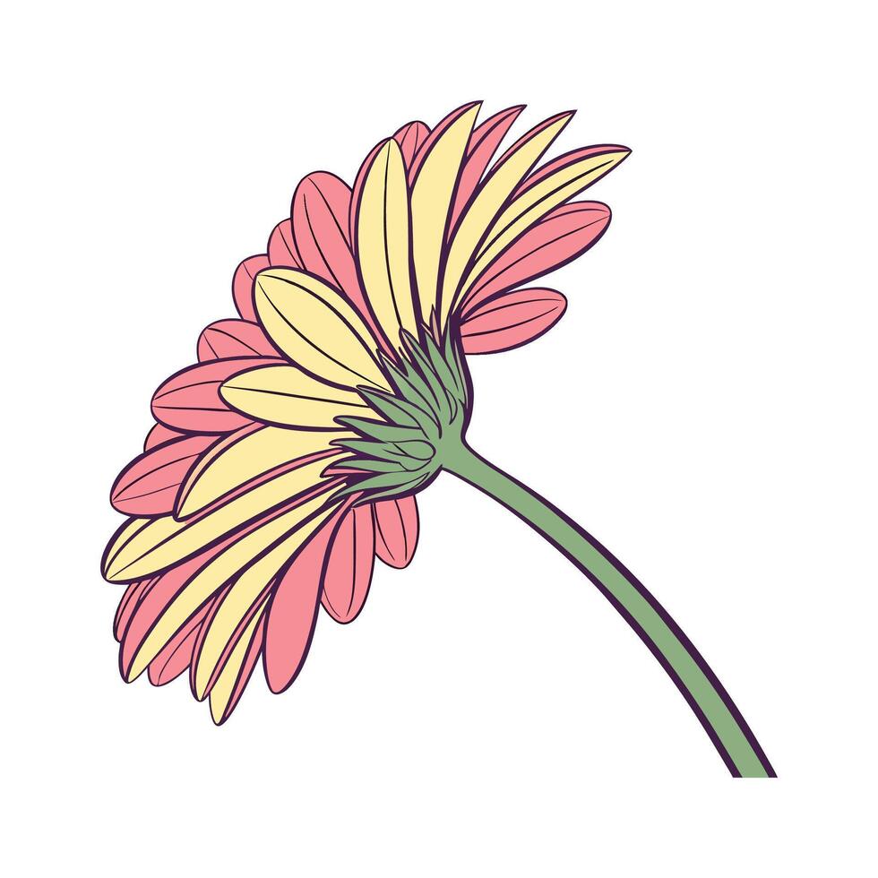 Opening Flower Gerbera Illustration on White vector