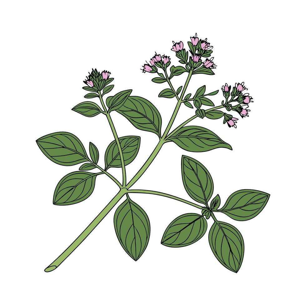 Origanum Vulgare Herb on Bright White Background vector