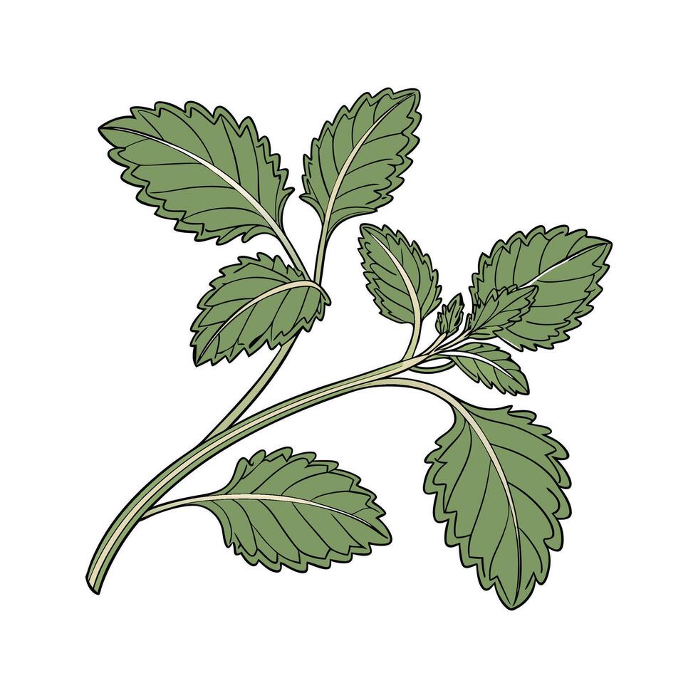 Vibrant Oregano Leaves on a White Surface vector