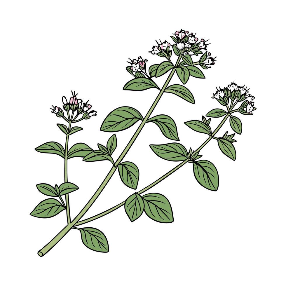 Lush Origanum Vulgare Leaves on White Background vector