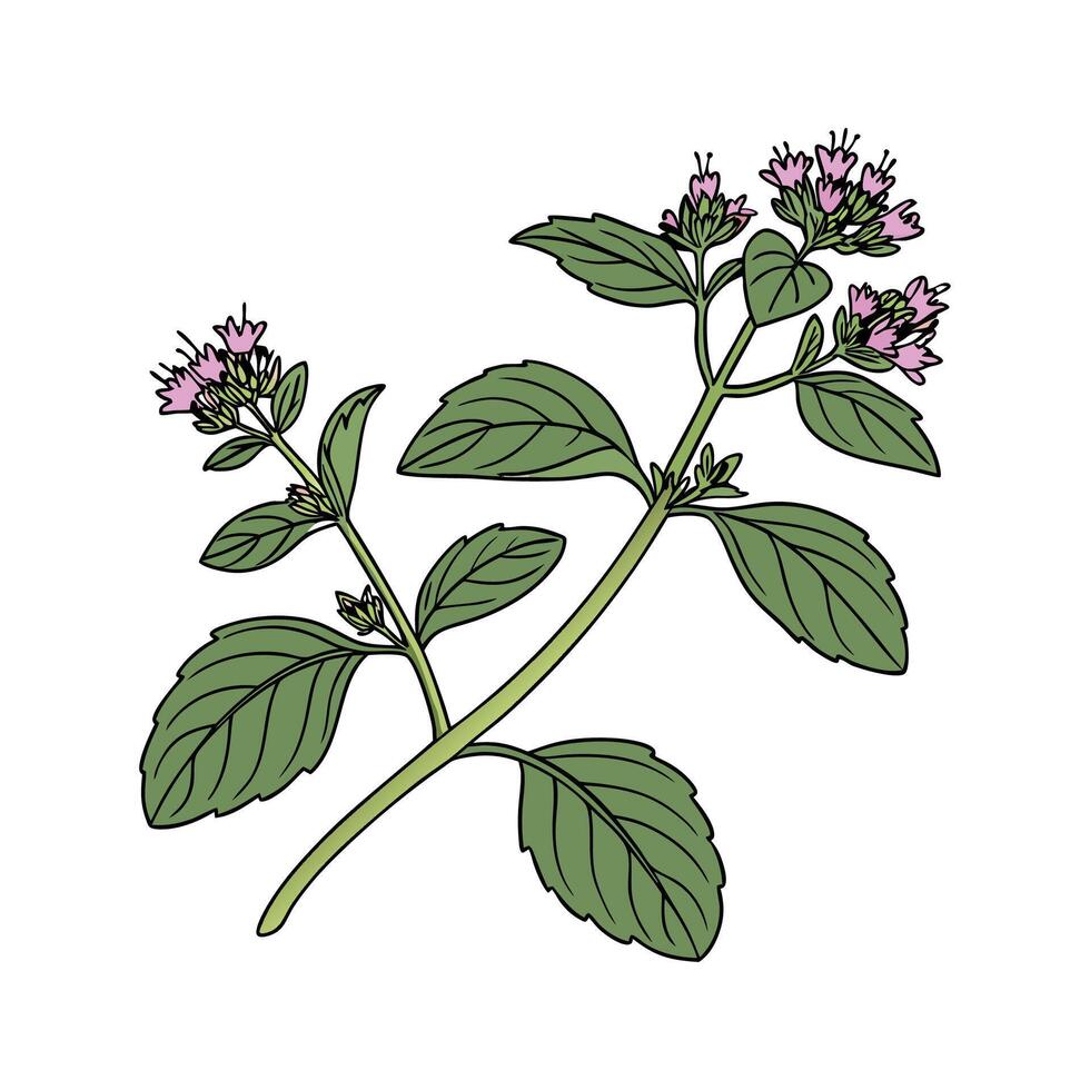Elegant Origanum Vulgare Foliage on White Canvas vector