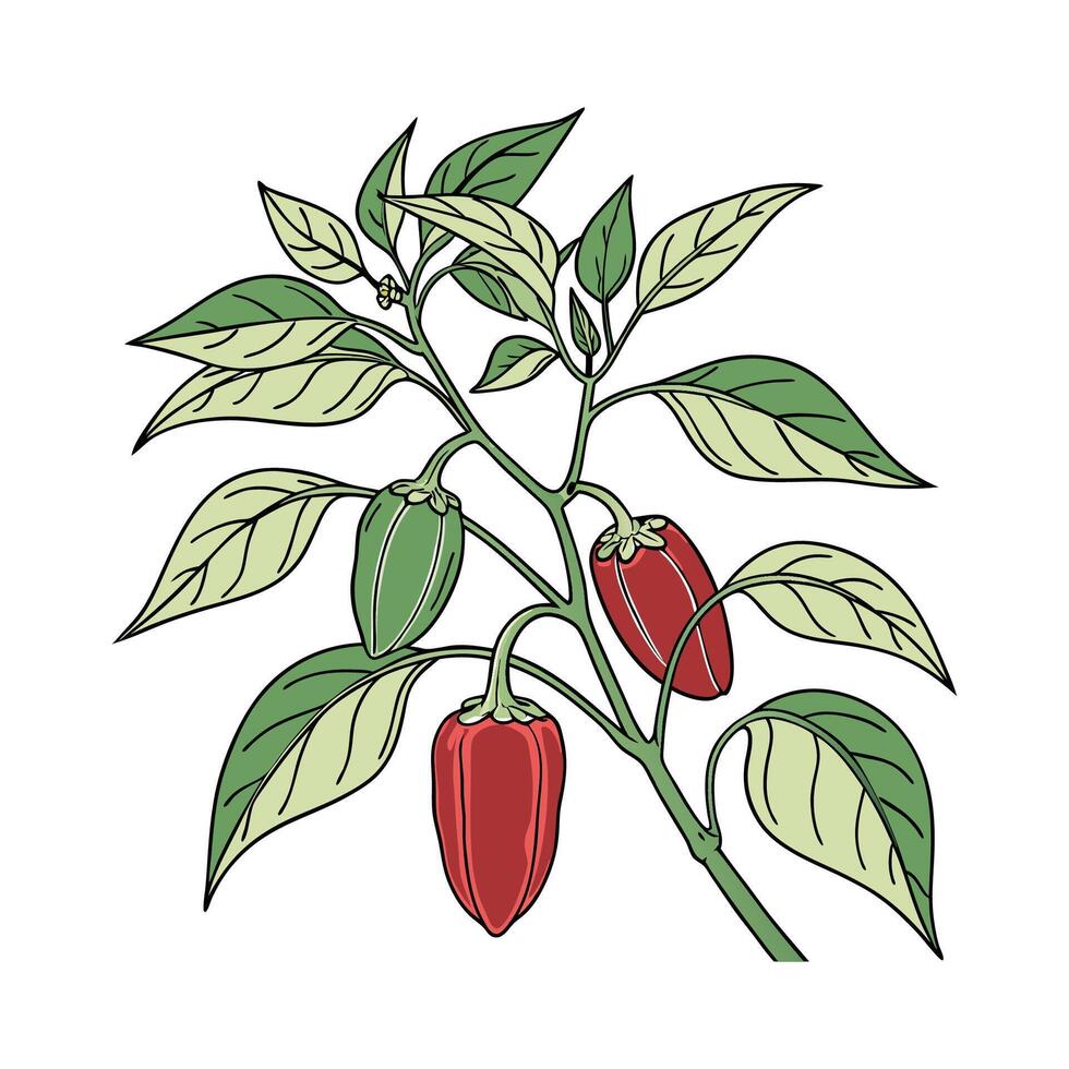 Colorful Capsicum Annuum Peppers on White vector
