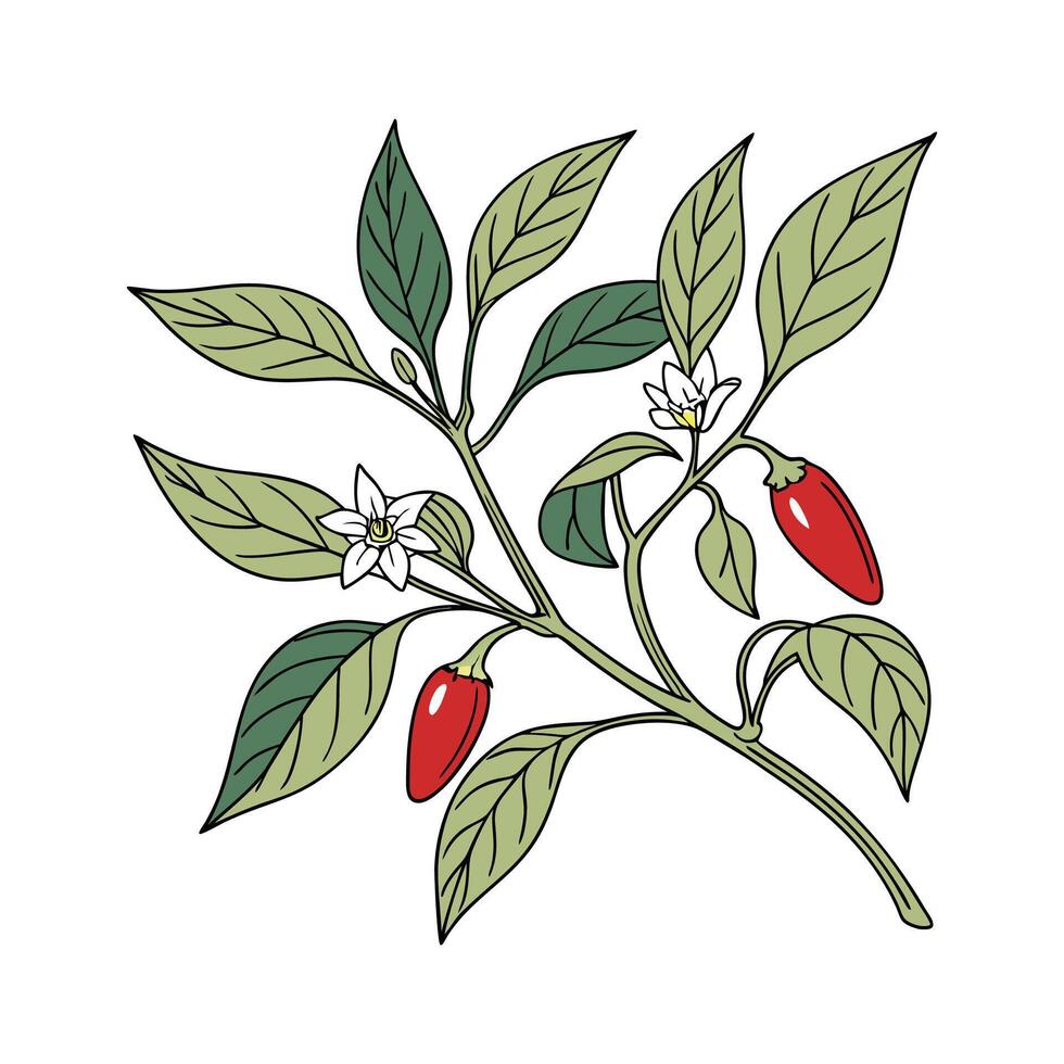 Exquisite Capsicum Annuum Peppers on Bright White vector