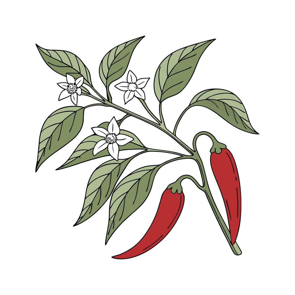 Vibrant Ornamental Capsicum Annuum on White vector