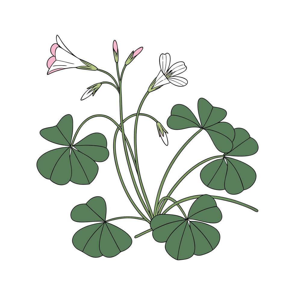 Charming Oxalis Plant on Bright White Background vector
