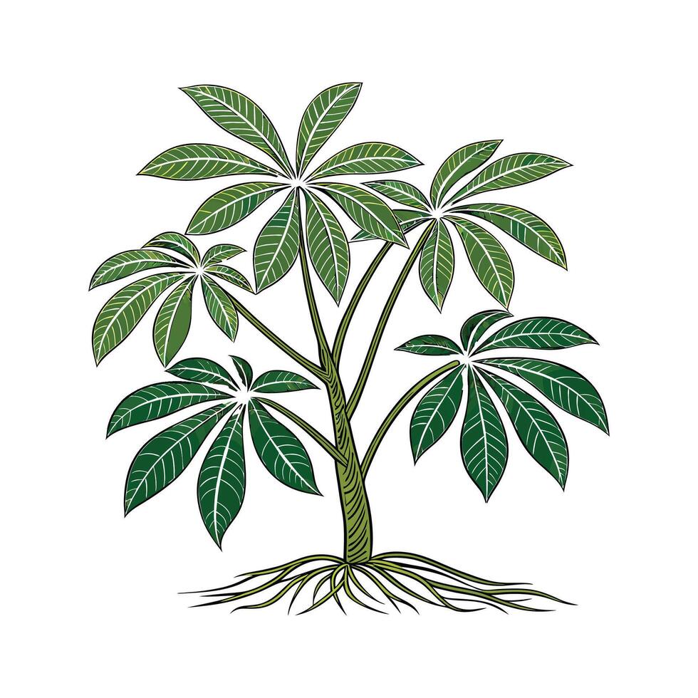 Lush Pachira Aquatica Displayed on Bright White vector