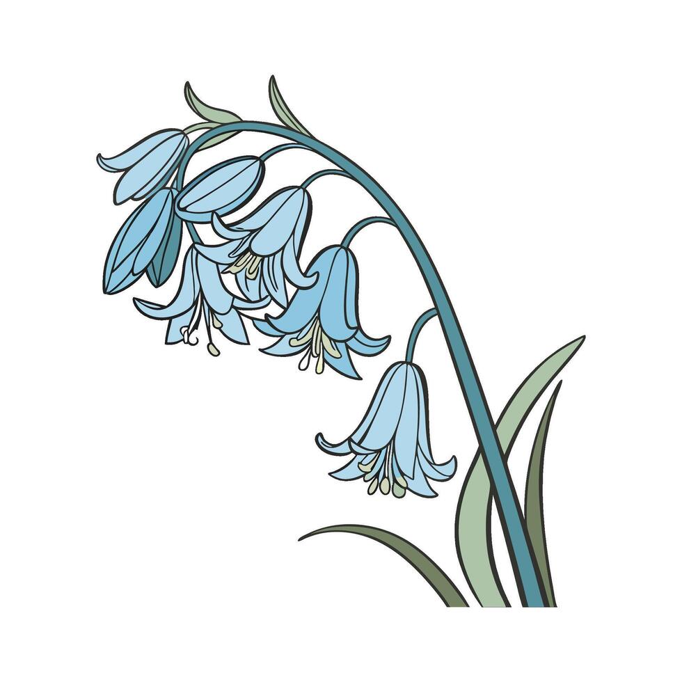 Elegant Pacific Blue Bell Corydalis on Clean White vector
