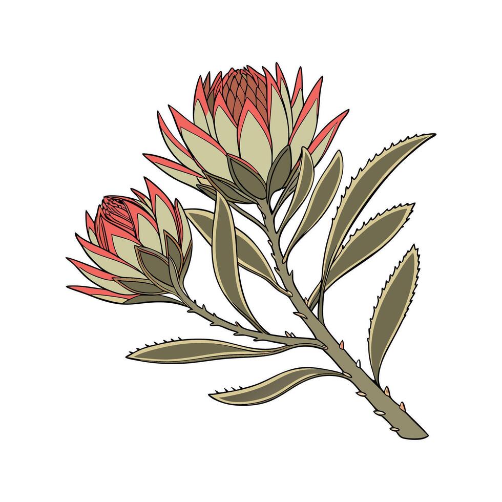 Elegant Panda Plant Kalanchoe on Bright White Background vector