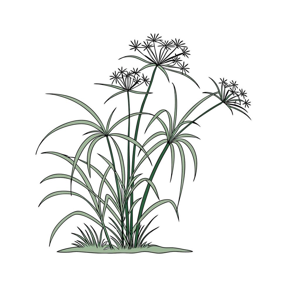 Elegant Cyperus Papyrus on Clean White Background vector