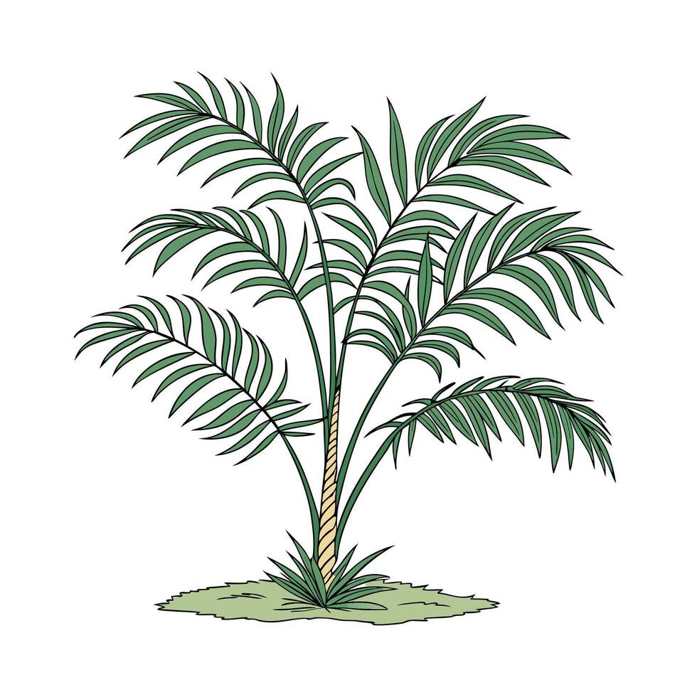 Lush Chamaedorea Elegans on Bright White Canvas vector