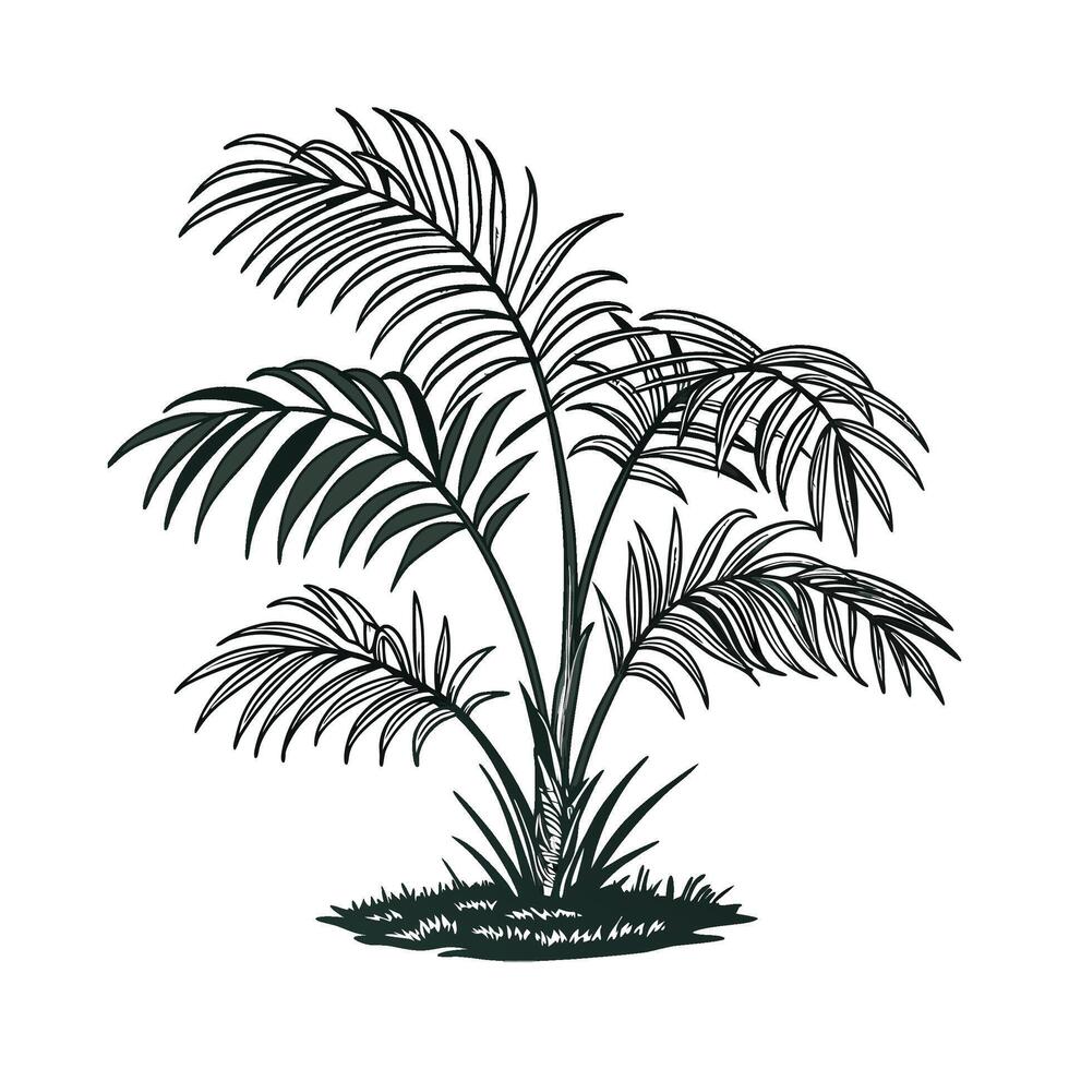 Stunning Chamaedorea Plant on Bright White Background vector