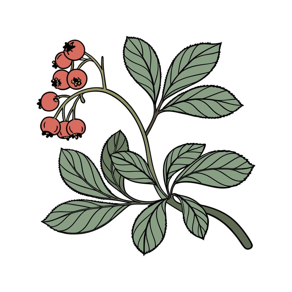 Charming Mitchella Repens on Bright White Background vector