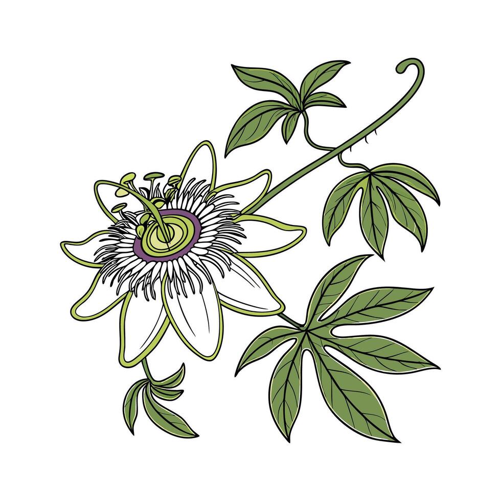 Elegant Passion Flower Displayed on Clean White vector