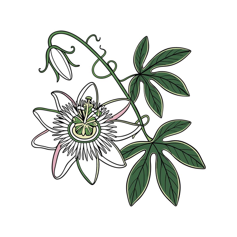 Beautiful Passion Flower on Bright White Background vector