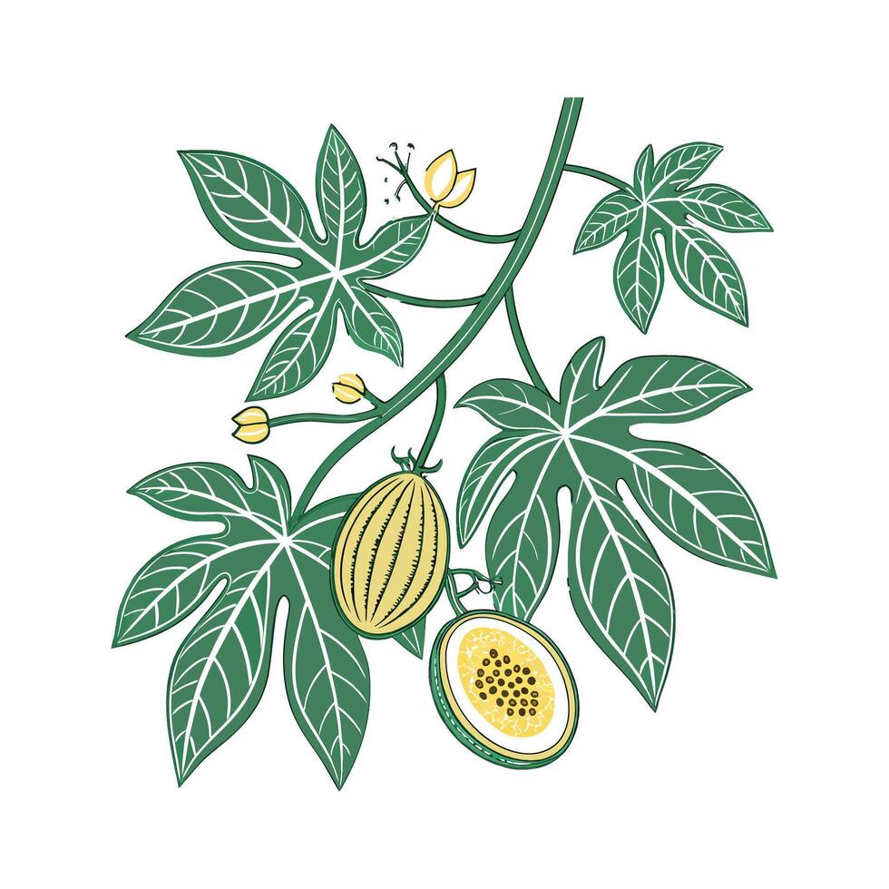 Elegant Passionfruit Vine on Bright White Canvas vector