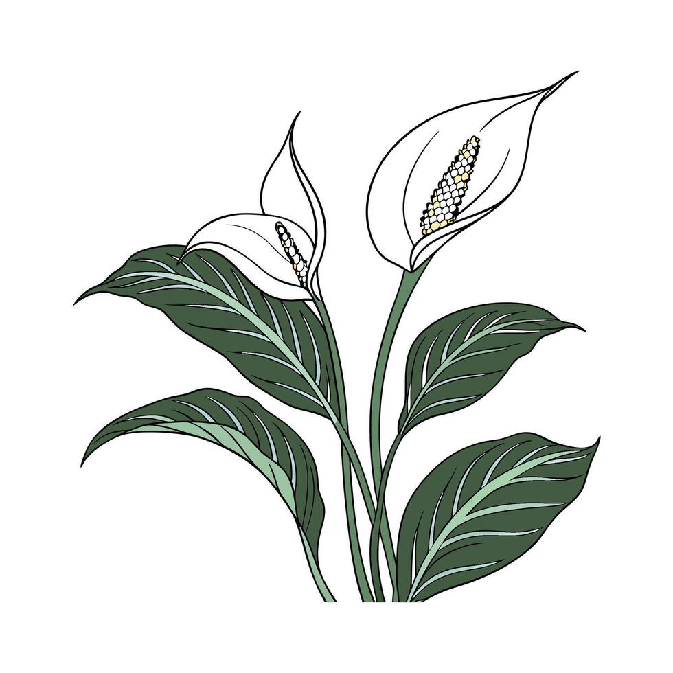 Elegant Peace Lily Displayed on Bright White vector