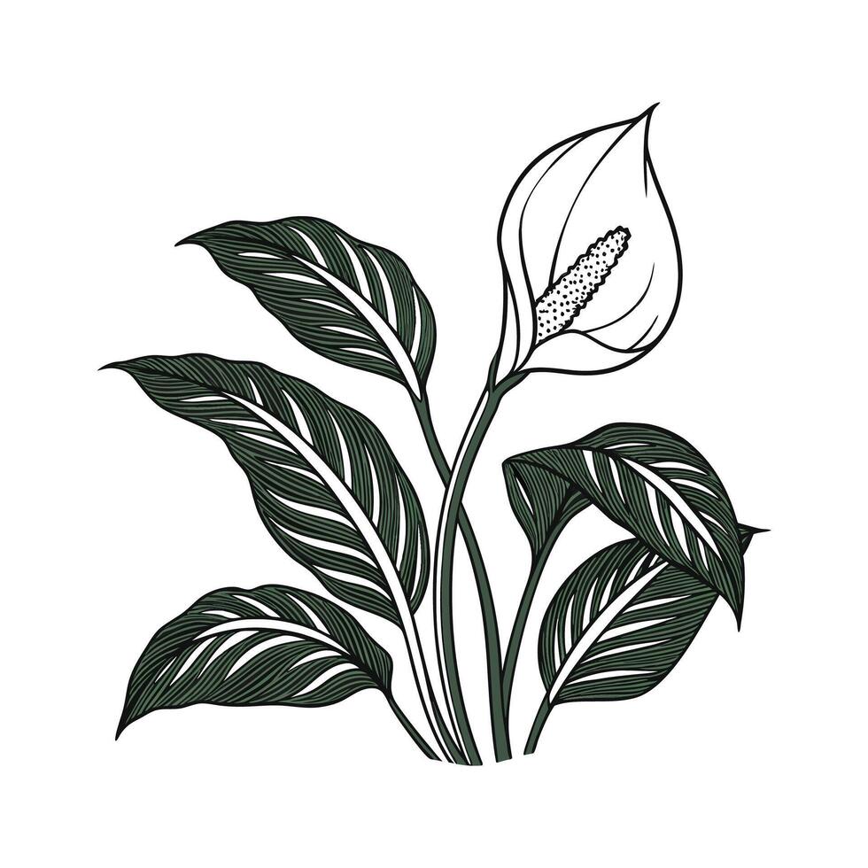 Charming Peace Lily on Bright White Background vector