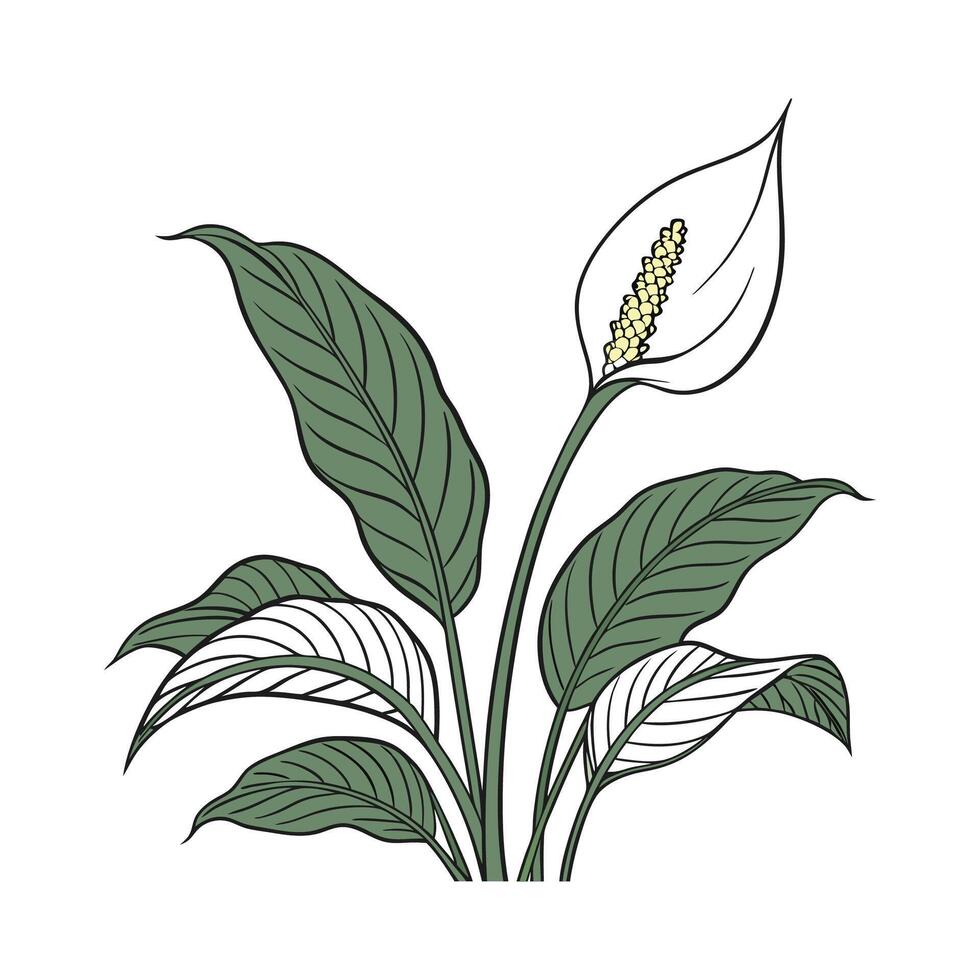 Vibrant Peace Lily on Clean White Canvas vector