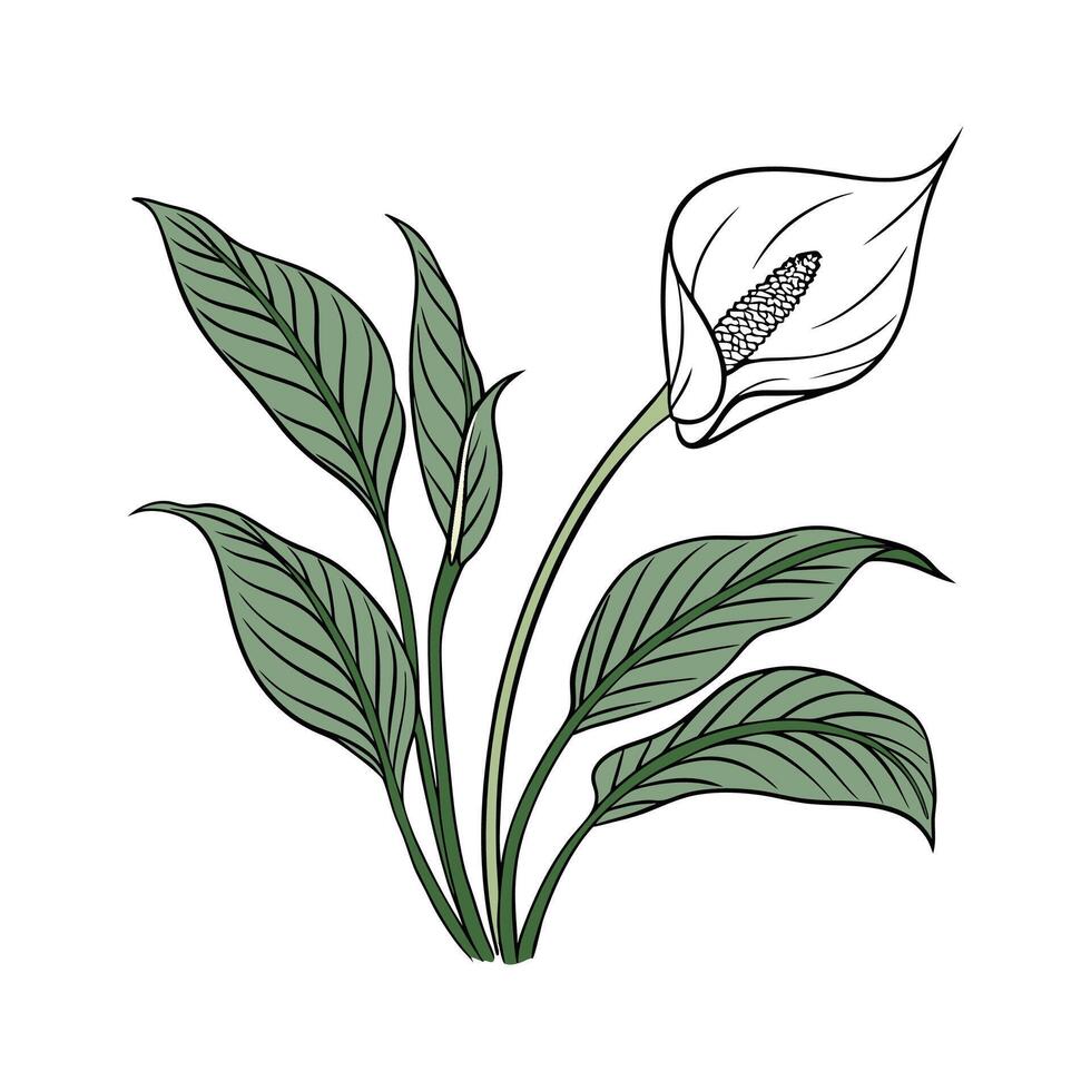 Stunning Peace Lily Displayed on Bright White vector