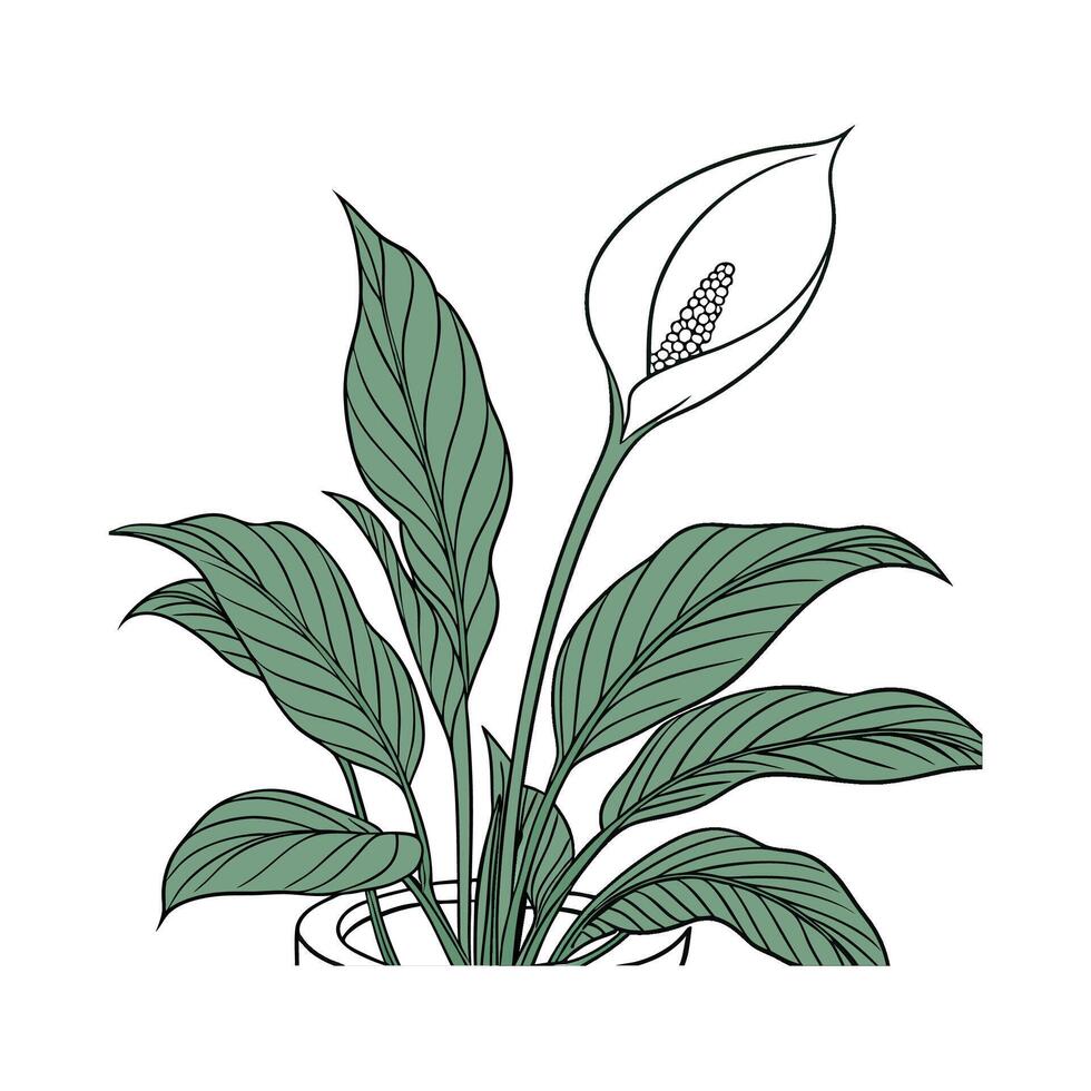 Elegant Spathiphyllum Displayed on Clean White vector