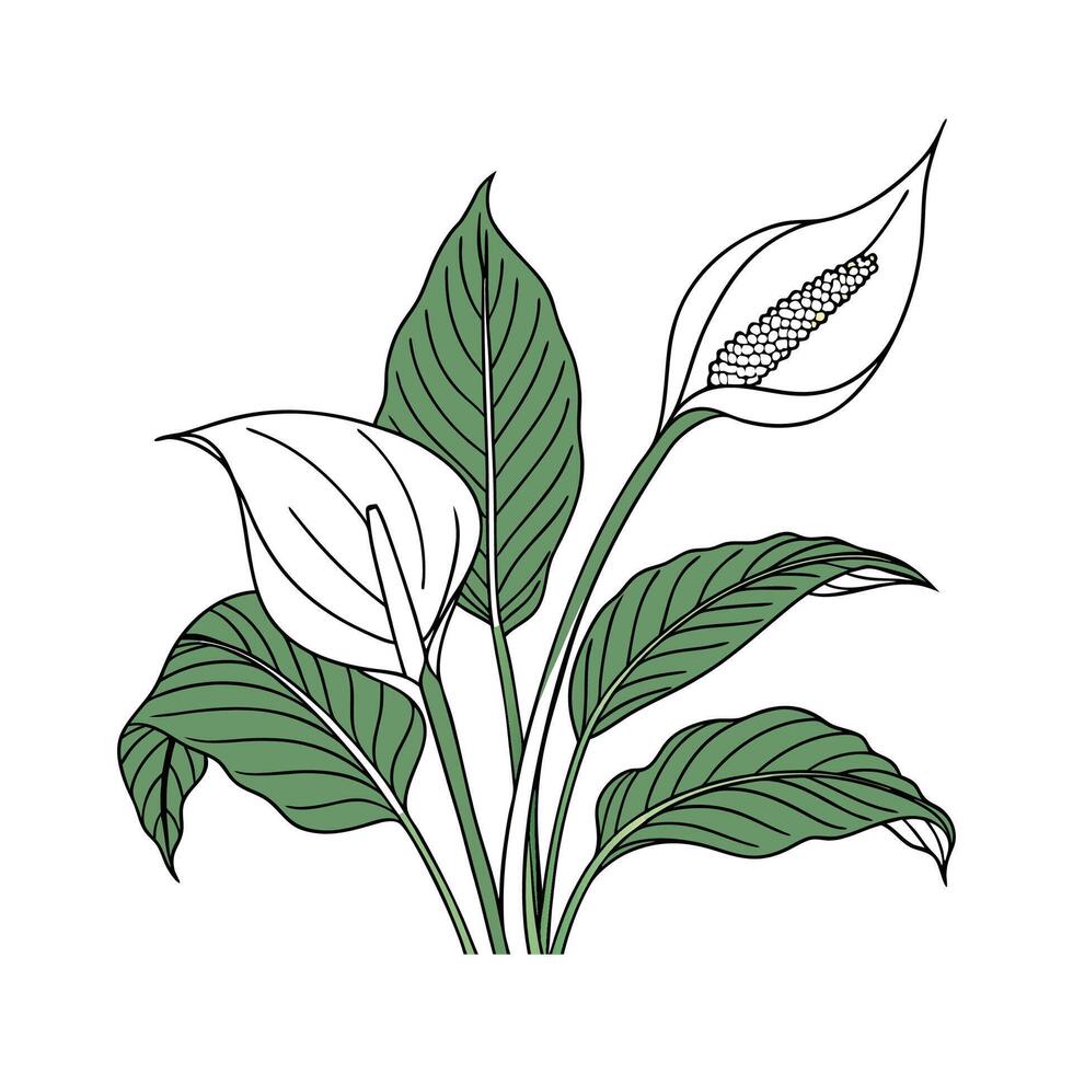 Stunning Spathiphyllum on Bright White Canvas vector