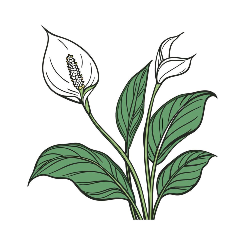 Charming Spathiphyllum on Clean White Background vector