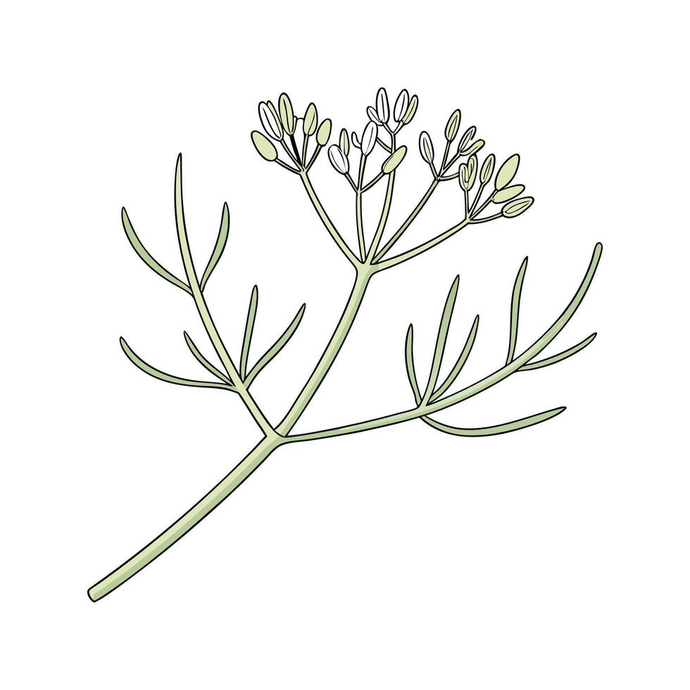 Vibrant Euphorbia Tirucalli on Clean White Background vector