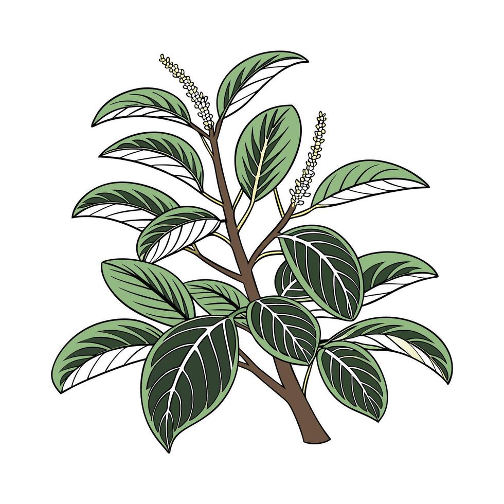 Charming Peperomia on Bright White Canvas vector