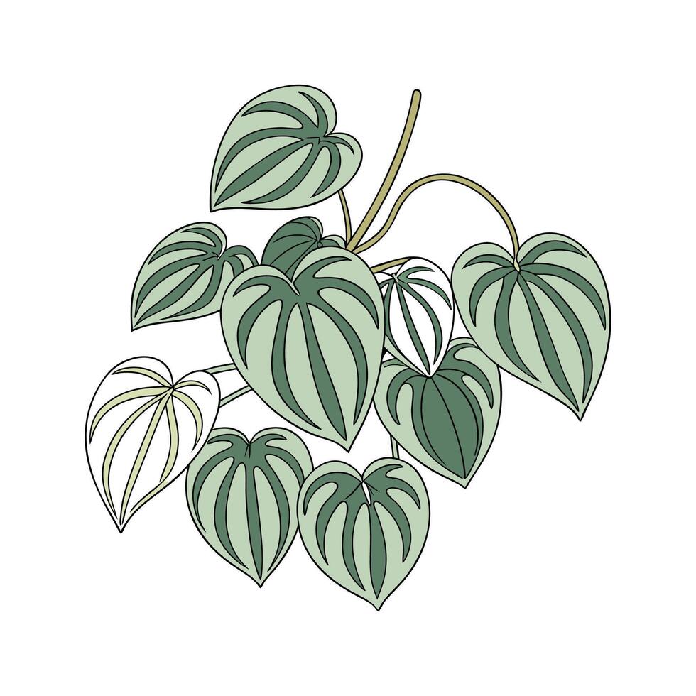 Vibrant Peperomia Obtusifolia on Clean White Canvas vector