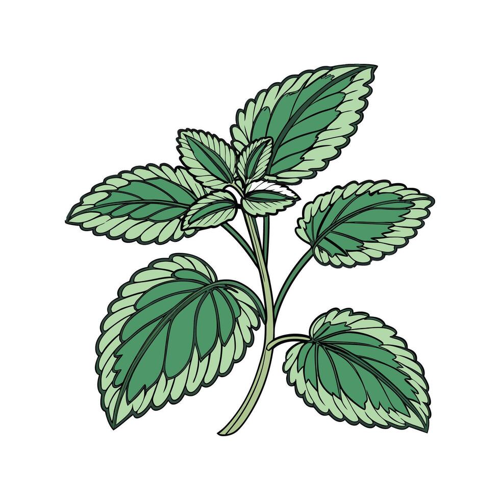Stunning Peperomia Displayed on Bright White vector
