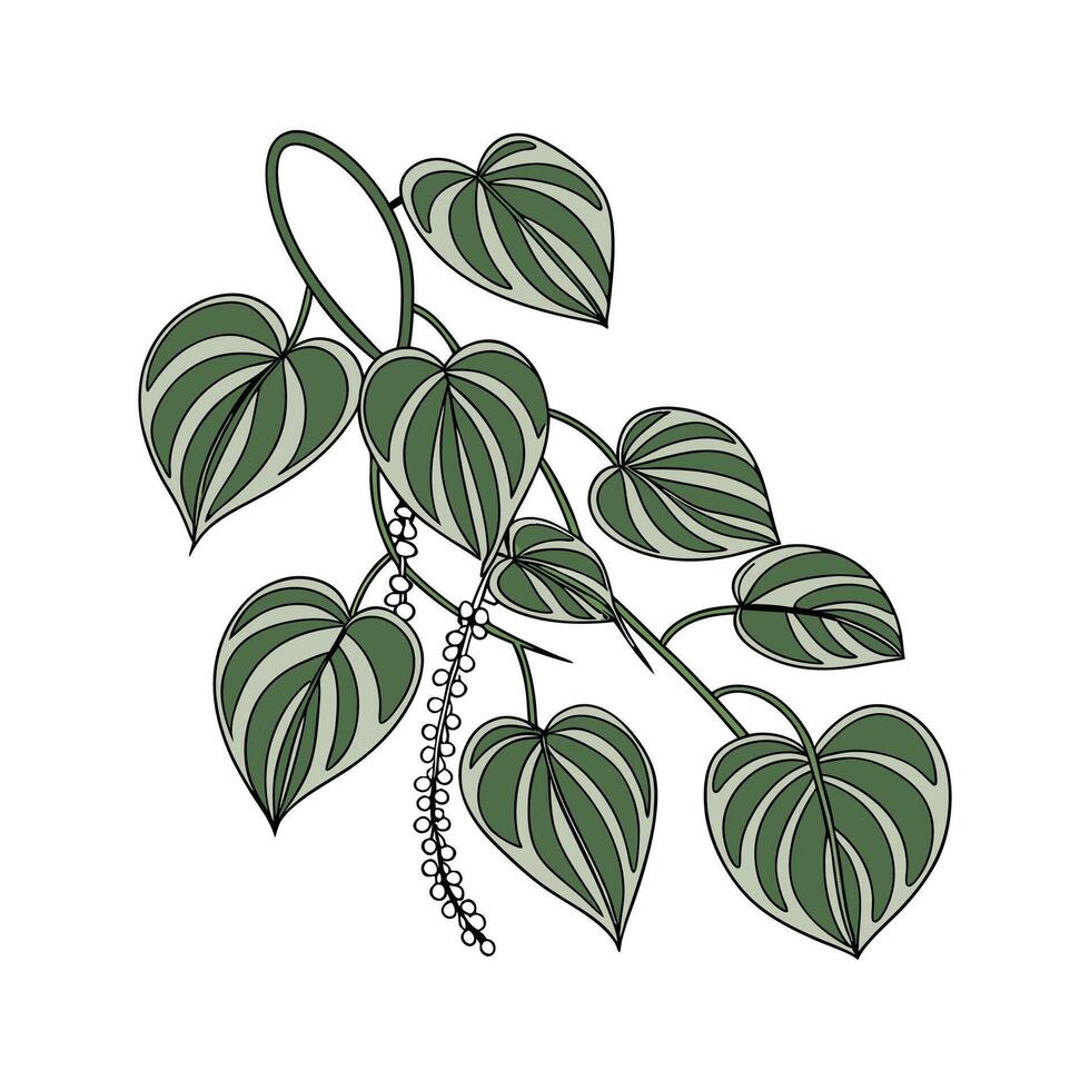 Charming Peperomia Obtusifolia Displayed on Bright White vector
