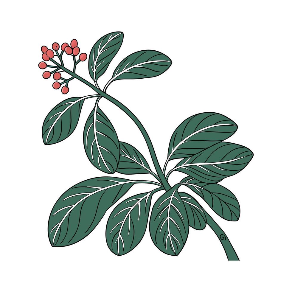 Vibrant Peperomia on Bright White Surface vector