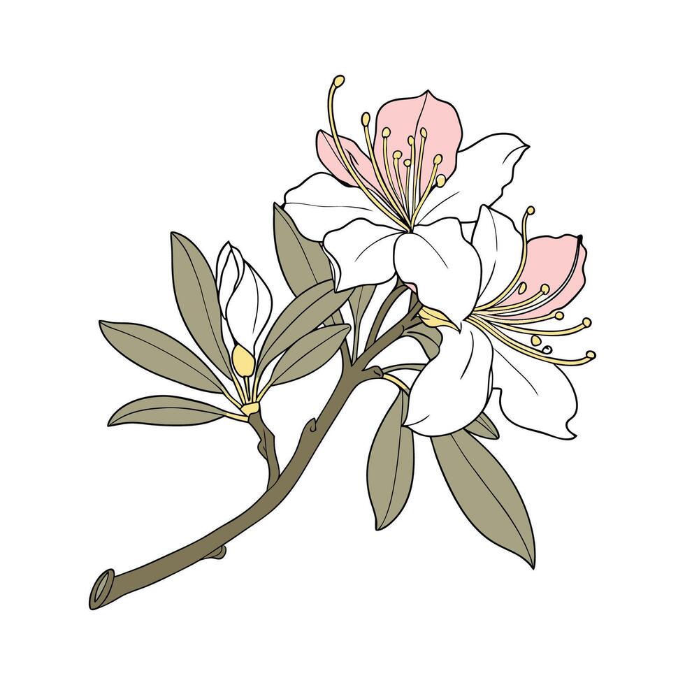 Stunning Rhododendron Flower on Bright White Background vector